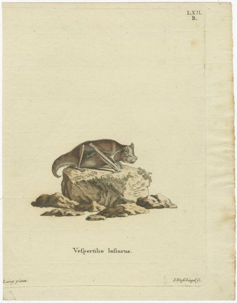 An Engraved Glimpse into the Nocturnal Ballet of Bats, circa 1774, view 3