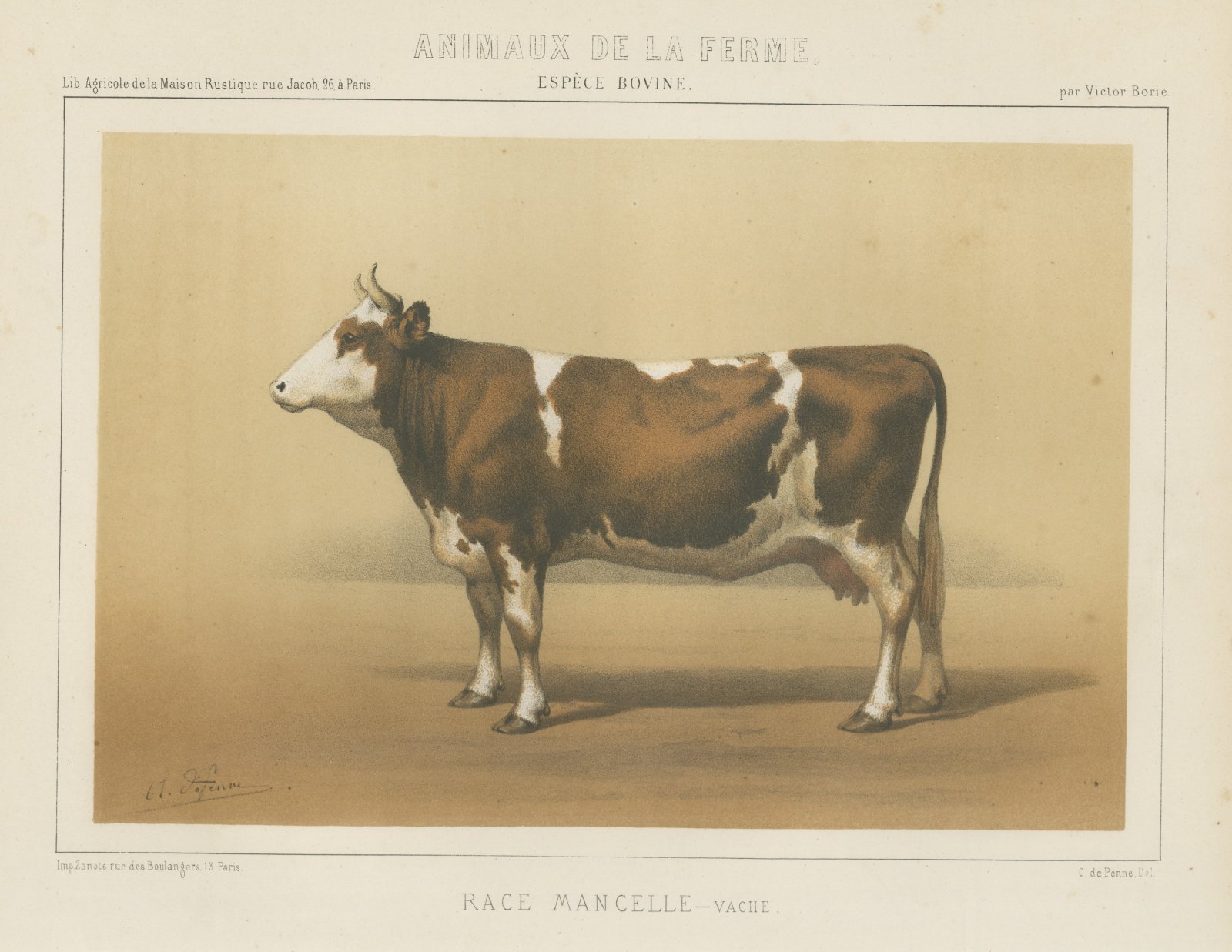 Mancelle Cow, French Cattle Breed, Antique Chromolithograph by Borie, 1863