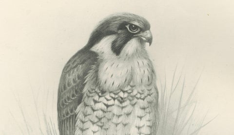 Antique Peregrine Falcon Bird Print by Lilian M. Medland, circa 1908, close-up 4