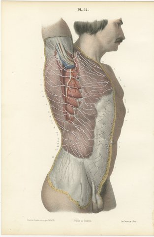 Cutaneous Nerves of the Flank, Antique Hirschfeld Anatomy Print, 1866, view 2