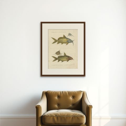 Antique Fish Print of the Synodontis Membranacea and Pimelodus Clarias, 1809, shown framed on a wall