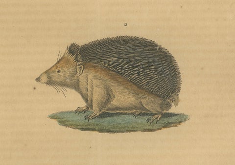 Subterranean Marvels: The Cape Golden Mole and the Common Hedgehog, 1845, close-up 1