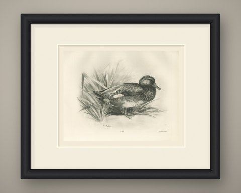 Gadwall Drake among Reeds, Plate CLXXI after Lilian Medland, c. 1909, shown framed
