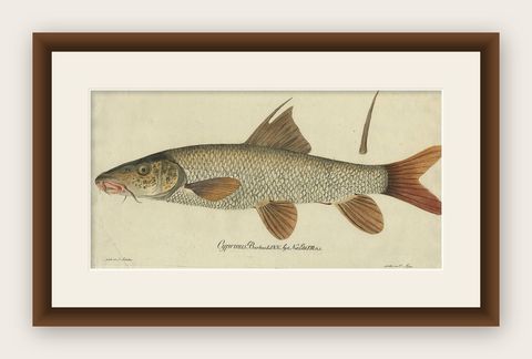 Antique Fish Print 'Cyprinus Barbus' or Common Barbel, 1785, shown framed
