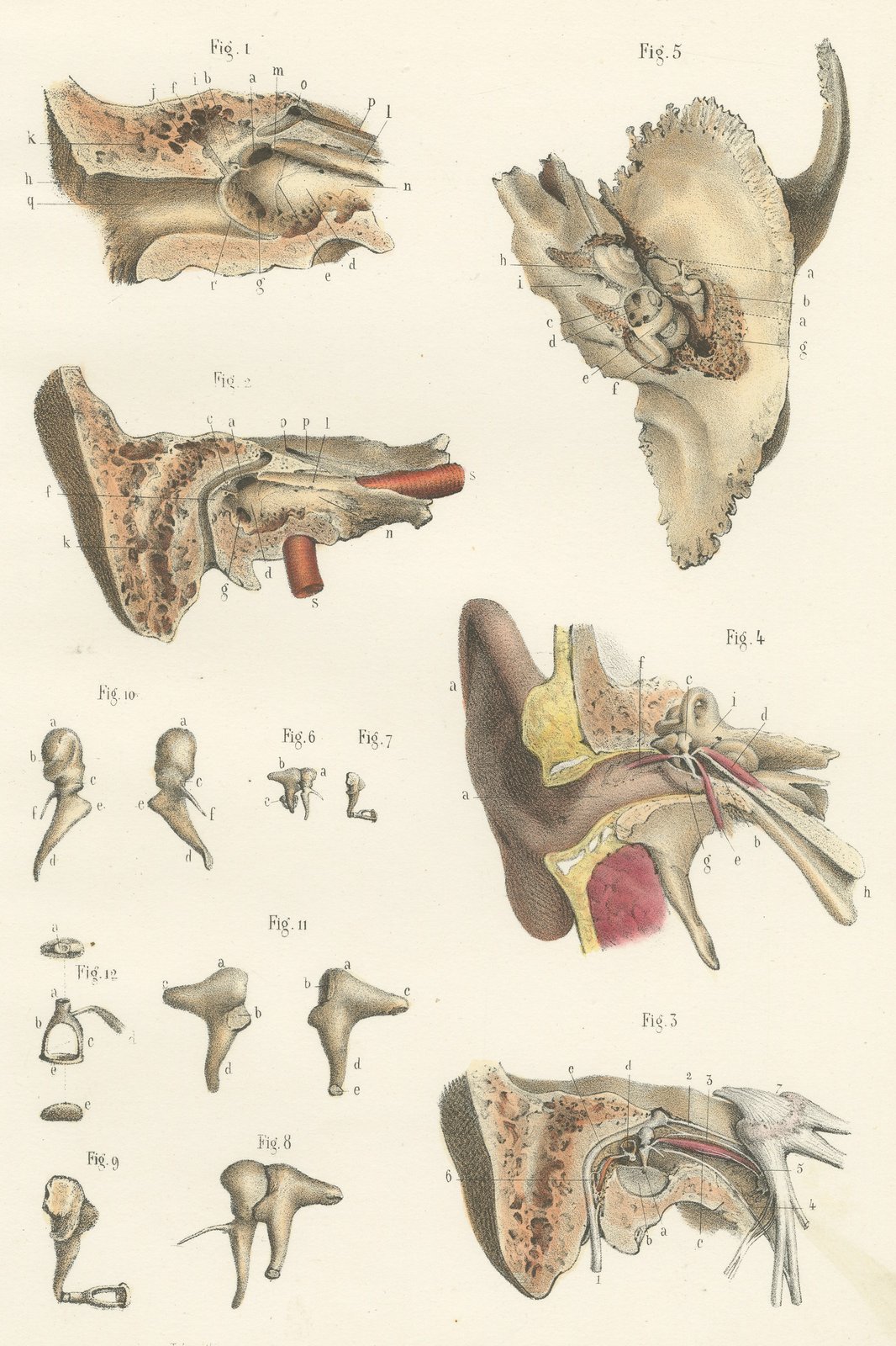 The Middle Ear and the Ossicles, Antique Hirschfeld Anatomy Print, 1866