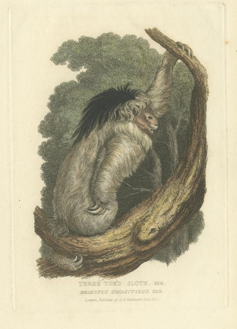 Antique Print with Hand Coloring of a Pale-Throated Sloth, view 3