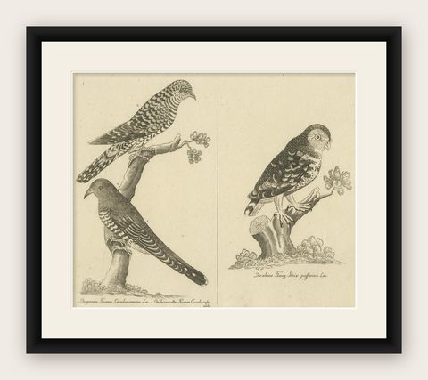 Antique Engraving of Cuckoo & Little Owl, Cuculus canorus & Strix passerina 1800, shown framed