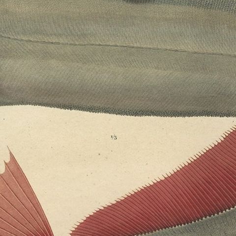 Rare Handcolored Fish Print of the Trachipterus trachypterus, a Ribbonfish, 1842, close-up 6