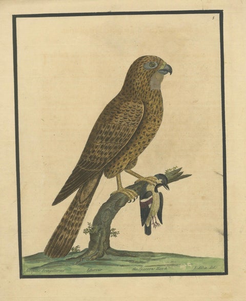 Antique Hand-Colored Engraving of Sparrow Hawk by Eleazar Albin, circa 1730, close-up 1