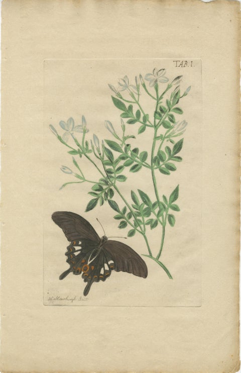 Rare Botanical Beauties with Butterflies, 1775 Plates from Meerburgh’s Garden, view 2
