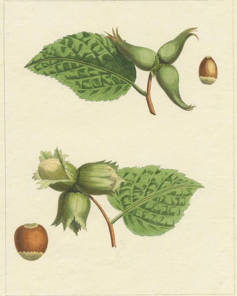 Botanical Print: Common & Spanish Hazelnut, Le Jardin Fruitier, 1821, close-up 5