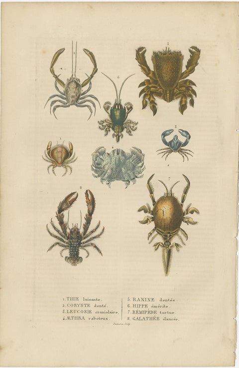 Crustacean Varieties in Drapiez's Natural Sciences Dictionary, 1845, view 2