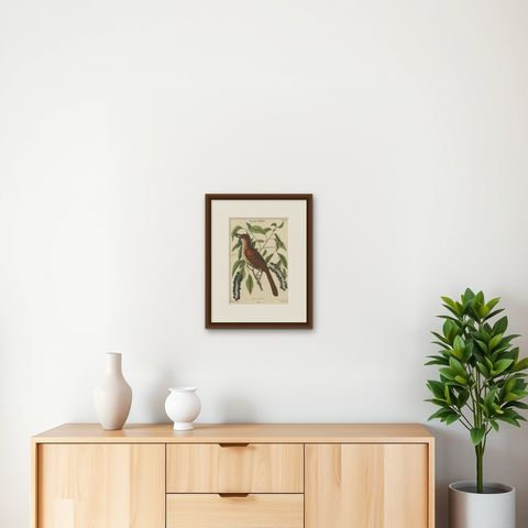 Original Antique Hand-Colored Engraving of The Fox-Colored Thrush, 1749, shown framed on a wall