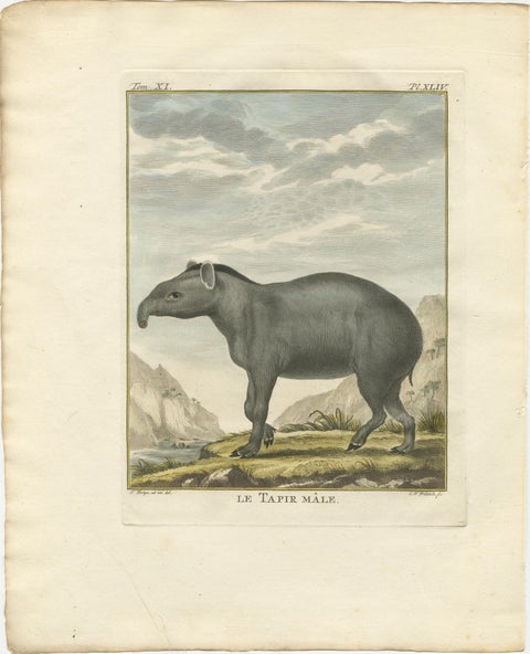 Rare 1769 Tapir Trio, Original Hand-Coloured Buffon Engravings, view 3