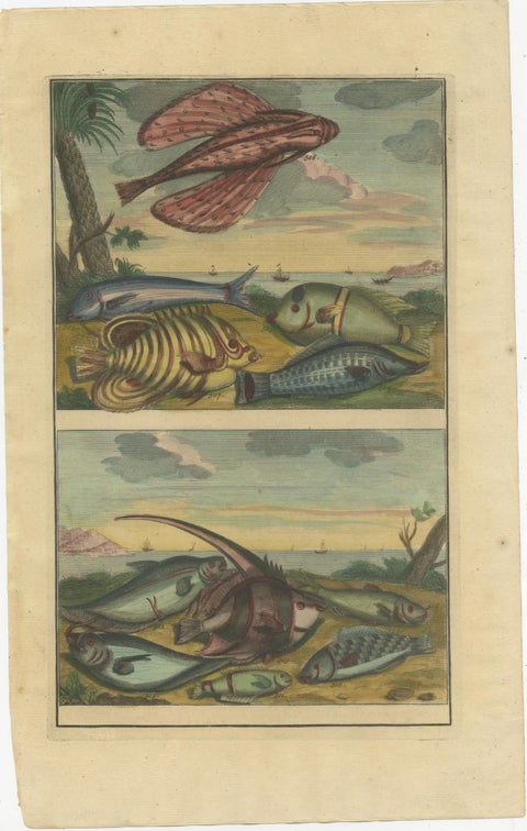 Set of 12 Colored Antique Prints of various Fish species and other Marine Life, view 2