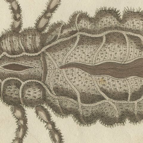 Flea and Louse Under the Microscope, Antique Bertuch Print, circa 1805, close-up 1