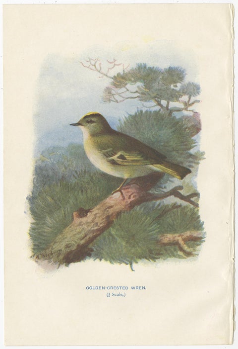 Set of 4 Antique Bird Prints Wren, Whitethroat, Robin, 1901, view 5