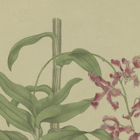 Antique Botany Print of the Dendrobium Superbiens Orchid, published in ca.1890, close-up 1