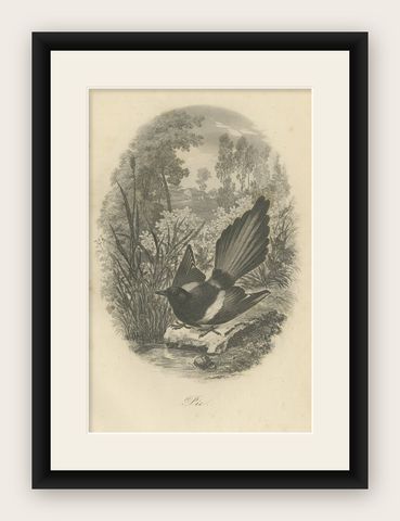 Antique Bird Print of a Magpie, 1853, shown framed
