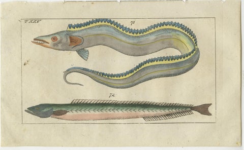 Set of 2 Antique Fish Prints - Conger Eel - Pacific Cutlassfish - Sand Eel, 1832, view 3