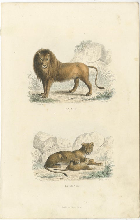 Two Images on One Sheet of a Lion and Lioness, view 2