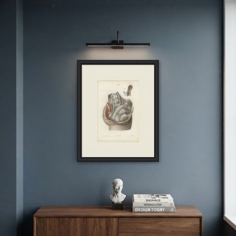 Nerves of the Male Pelvic Viscera, Antique Hirschfeld Anatomy Print, 1866, shown framed on a wall