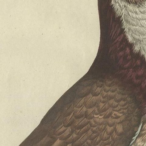 Antique Bird Print of a Cropper Pigeon by Sepp & Nozeman, 1829, close-up 1