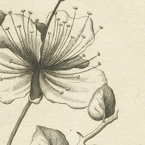 Antique Engraving of the Caper Bush and Other Plants, 1773, close-up 1
