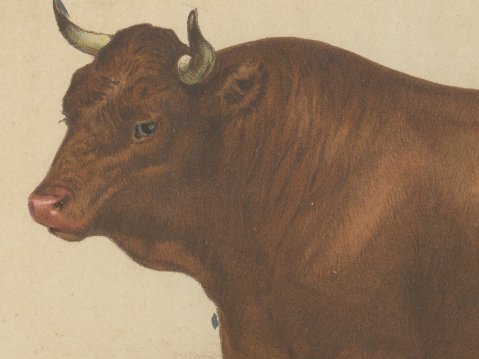 Salers Bull, French Cattle Breed, Antique Chromolithograph by Borie, 1863, close-up 1