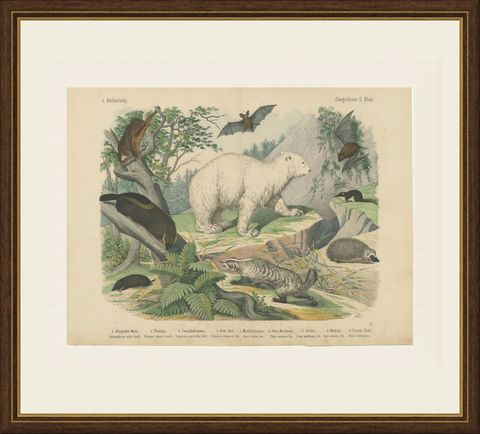 Antique Polar Bear Print with Bats, Hedgehog and Wolverine, Kolb, circa 1890, shown framed
