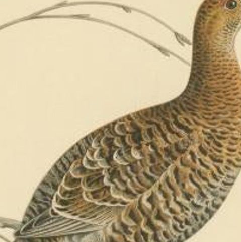Antique Bird Print of the Black Grouse by Von Wright, 1929, close-up 1