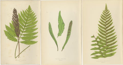 Antique Hand-Colored Fern Prints - Onoclea, Fadyenia, Cyclopeltis - 19th Century, view 5