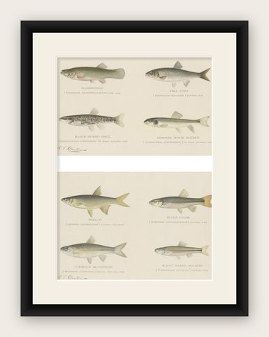 Set of 2 Chromolithographs Depicting Eight '8' Kinds of Fish, ca.1902, shown framed