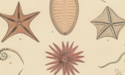 Echinoderms Print: Starfish, Sea Urchins, Brittle Stars, Sea Cucumbers, 1867, close-up 2