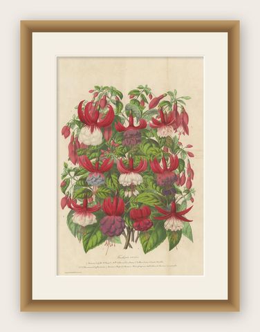 Antique handcolored Botany Print of Fuchsia Species, 1863, shown framed