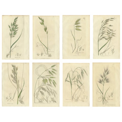 Set of 8 Antique Botanical Engravings of Bromus (Brome Grasses), c.1830