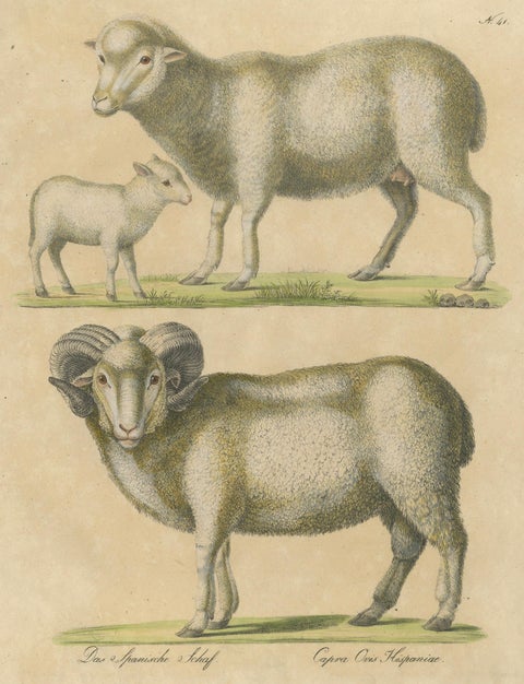 Spanish Sheep, Ewe, Lamb & Ram, Brodtmann Lithograph, 1816, close-up 1