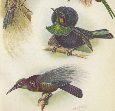 Antique Print of the Bensbach's Rifle Bird and Others, 1950, view 3