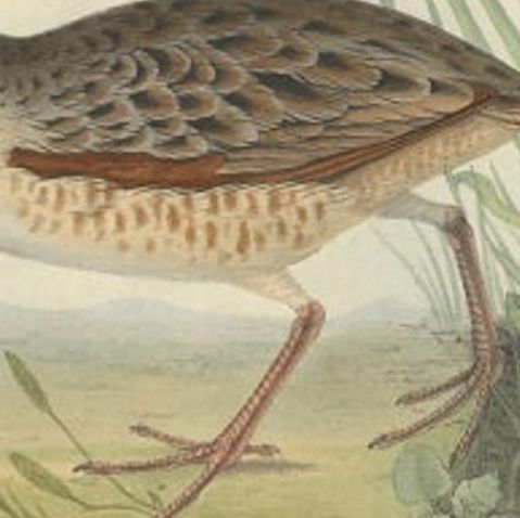 Antique Bird Print of the Land-Rail by Gould, 1832, close-up 2