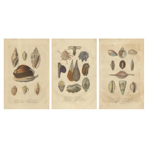 Marine Elegance: A 19th Century Mosaic of Mollusk Diversity, 1845