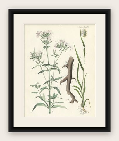 Hand-Colored Botanical Lithograph of Soapwort & Yellow Asphodel, 1854, shown framed