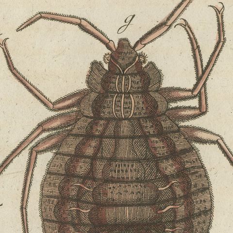 Magnified Insect Larvae and Small Moths, Antique Bertuch Print, circa 1805, close-up 6