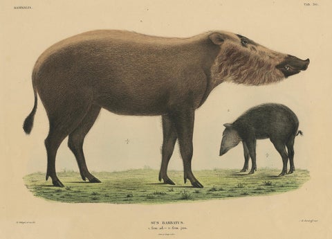 Rare Exotic Animal Print, Bornean Bearded Pig, Hand-Coloured, 1839, close-up 4