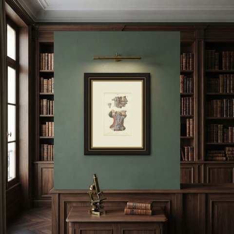 Nerves of the Neck, Antique Hirschfeld Anatomy Print, 1866, shown framed on a wall