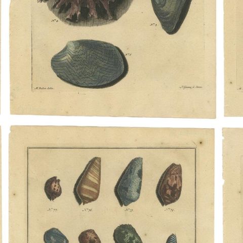 Set of 6 Colored Antique Prints of various Sea Shells and Molluscs, close-up 2