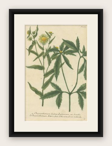 Hand-finished Mezzotint Engraving of two Chrysanthemum species, shown framed