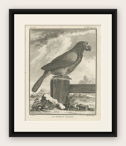 Original Antique Bird Engraving of a Gridded Parrot, shown framed