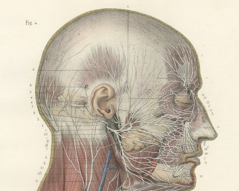 Superficial Nerves of the Head and Neck, Antique Hirschfeld Anatomy Print, 1866, view 3
