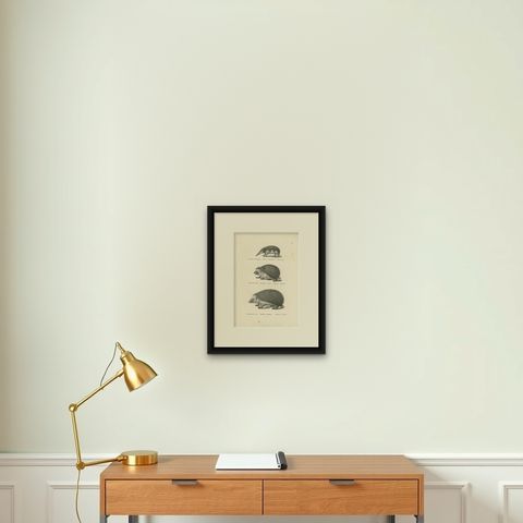 Antique Print of Hedgehogs, 'c.1830', shown framed on a wall