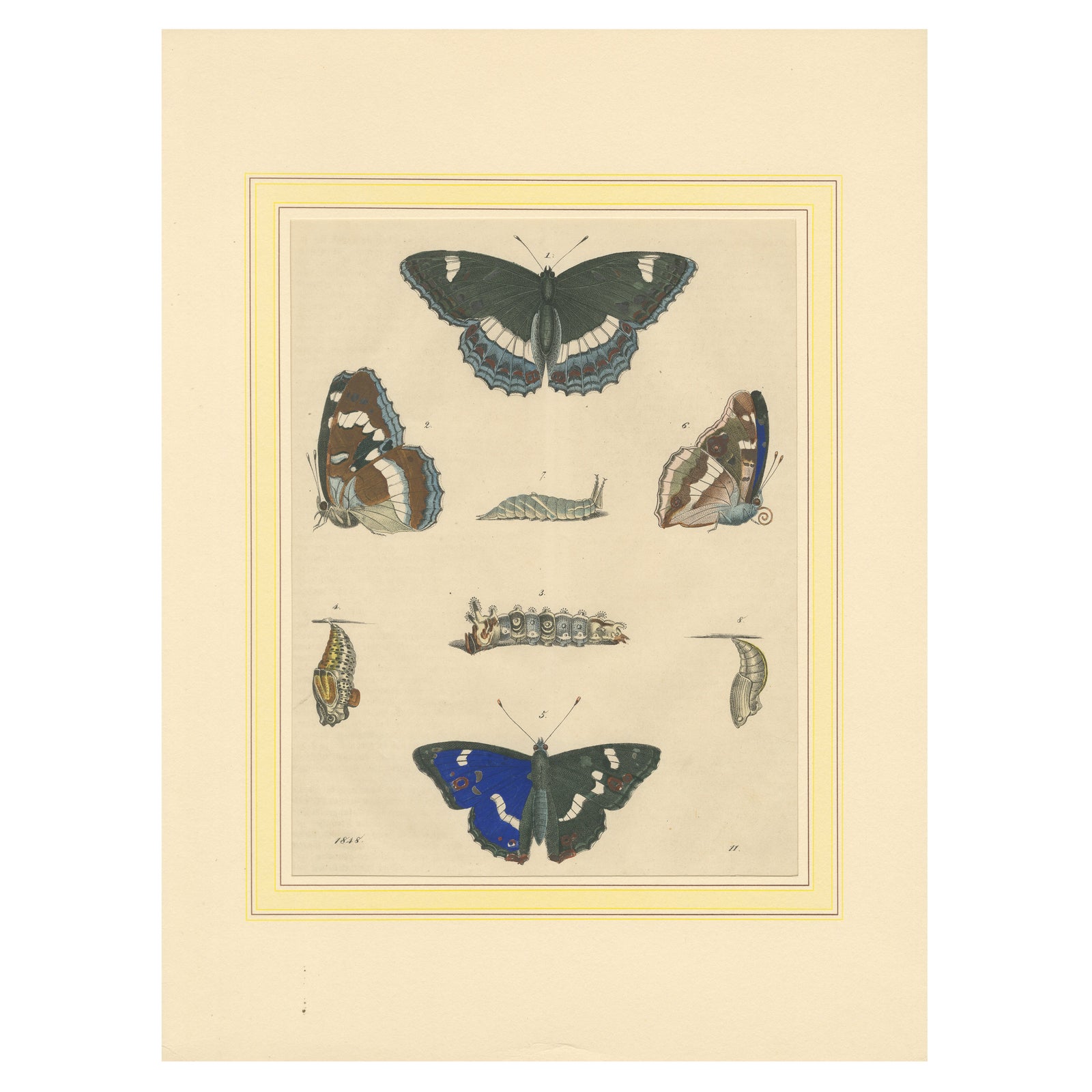 1848 Hand-Colored Lithograph of Butterfly Life Cycle